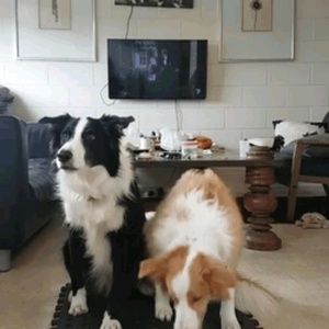 Meet your Posher, Josh